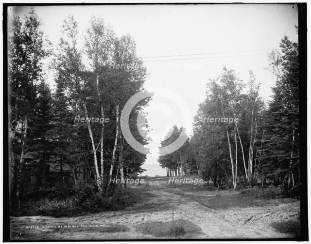 Birches at We-que-ton-sing, Mich., between 1890 and 1901. Creator: Unknown.