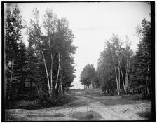 Birches at We-que-ton-sing, Mich., between 1890 and 1901. Creator: Unknown