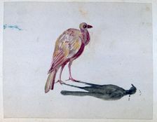 Bird 1820-1876. Artist: George Sand