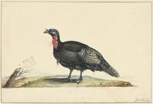 Bird with black feathers and a red crop, standing, left, c.1699-c.1719. Creator: Nicolaas Struyk