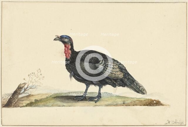 Bird with black feathers and a red crop, standing, left, c.1699-c.1719. Creator: Nicolaas Struyk.