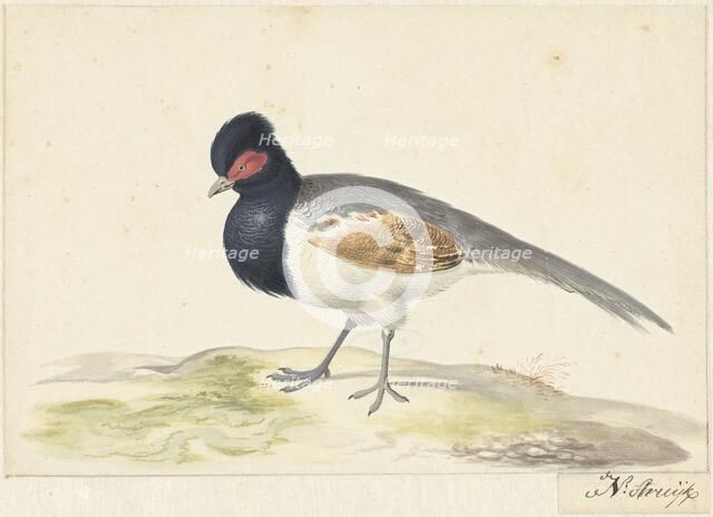 Bird with grey tail feathers, black head with red spot, to the left, 1699-1719. Creator: Nicolaas Struyk.