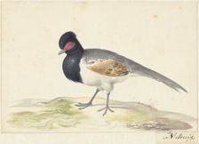 Bird with grey tail feathers, black head with red spot, to the left, 1699-1719. Creator: Nicolaas Struyk