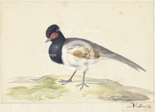 Bird with grey tail feathers, black head with red spot, to the left, 1699-1719. Creator: Nicolaas Struyk.
