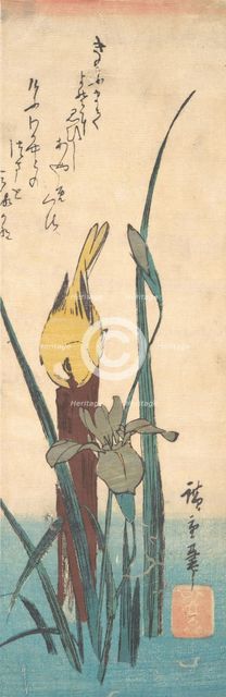 Bird and Iris. Creator: Ando Hiroshige.