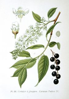 Bird cherry, 1893