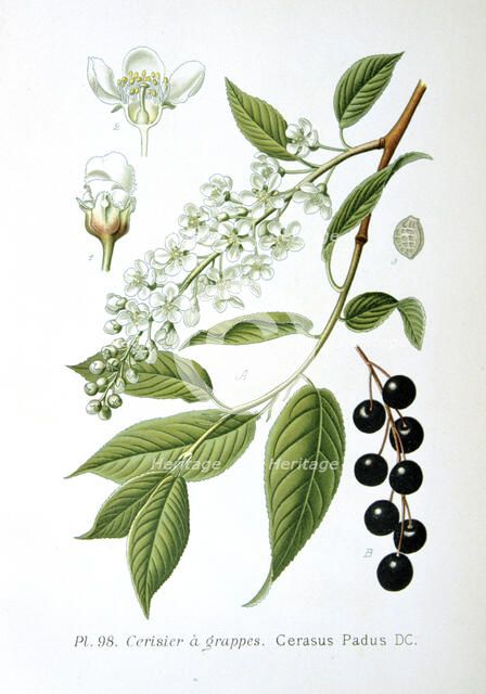 Bird cherry, 1893. Artist: Unknown