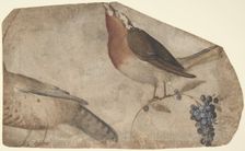 Bird Eating Grapes (recto); Tigress (verso), 1487-1564. Creator: Giovanni da Udine
