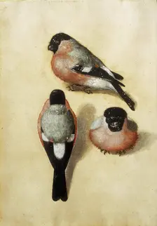 Bird in three positions, 1520. Creator: Dürer, Albrecht (1471-1528)