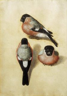 Bird in three positions, 1520. Creator: Dürer, Albrecht (1471-1528)