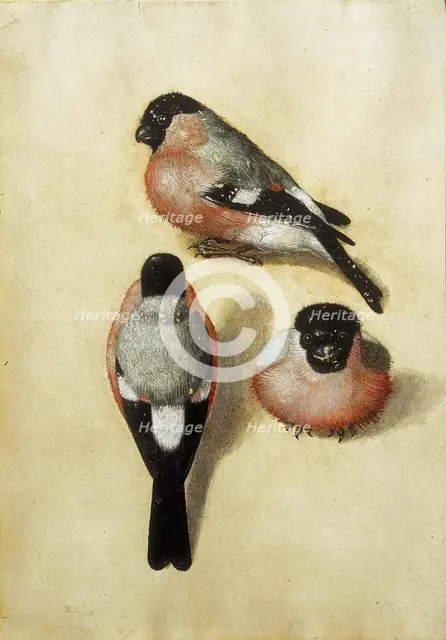 Bird in three positions, 1520. Creator: Dürer, Albrecht (1471-1528).
