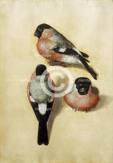 Bird in three positions, 1520. Creator: Dürer, Albrecht (1471-1528).