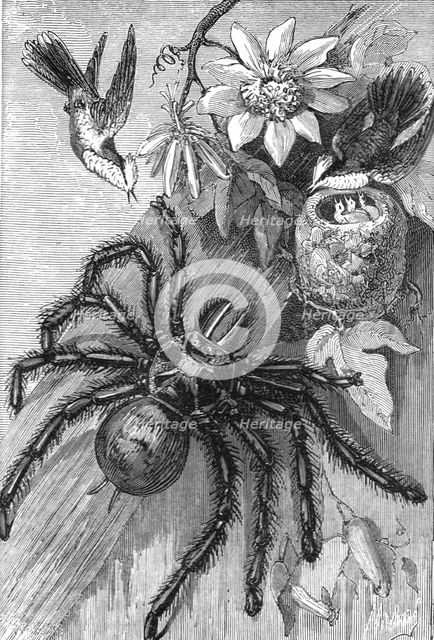 'Bird-Killing Spiders; Naturalist on the Amazons',1875. Creator: Unknown.