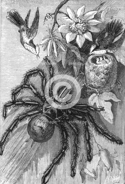 'Bird-Killing Spiders; Naturalist on the Amazons',1875. Creator: Unknown.