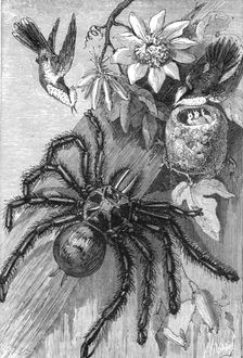 Bird-Killing Spiders; Naturalist on the Amazons 1875. Creator: Unknown