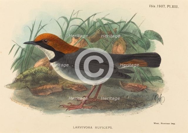 Bird (Larvivora Ruficeps). Creator: Unknown.