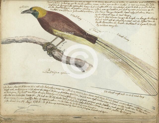 Bird of Paradise, 1785. Creator: Jan Brandes.