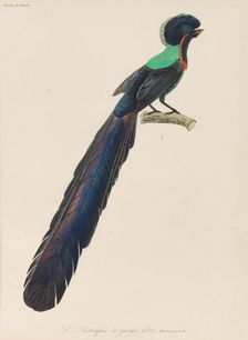 Bird-of-paradise, 1835. Creator: Lesson, René Primevère (1794-1849)