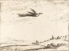 Bird of Paradise. Creator: Jacques Callot