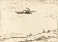 Bird of Paradise. Creator: Jacques Callot