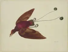 Bird of paradise in flight, 17th century. Creator: Herman Henstenburgh