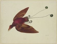 Bird of paradise in flight, 17th century. Creator: Herman Henstenburgh