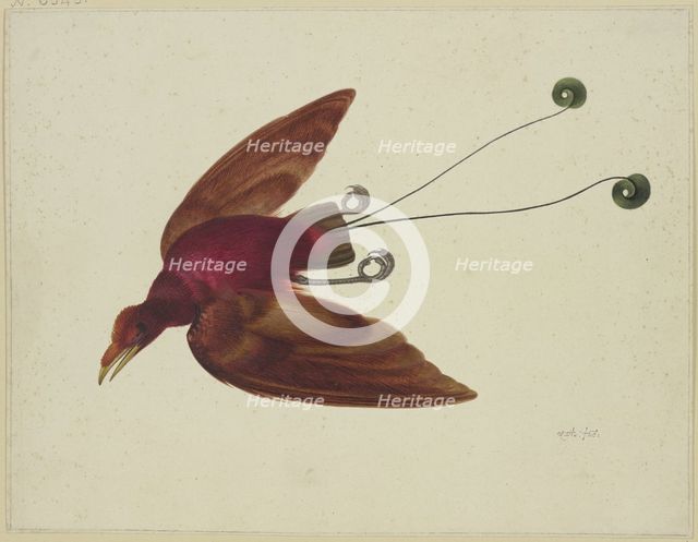 Bird of paradise in flight, 17th century. Creator: Herman Henstenburgh.