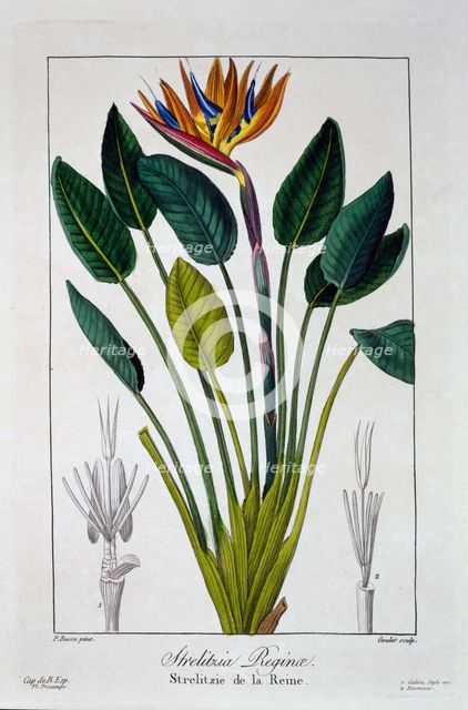 Bird of Paradise or Crane Flower,  pub. 1836. Creator: Panacre Bessa (1772-1846).