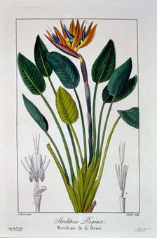 Bird of Paradise or Crane Flower, pub. 1836. Creator: Panacre Bessa (1772-1846)