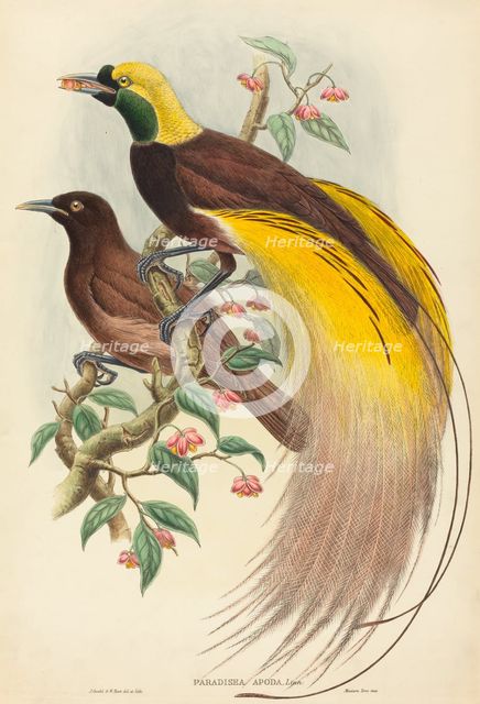 Bird of Paradise (Paradisea apoda), published 1875-1888. Creators: John Gould, William Matthew Hart.
