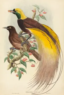 Bird of Paradise (Paradisea apoda), published 1875-1888. Creators: John Gould, William Matthew Hart