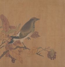 Bird on Branch. Creator: Unknown