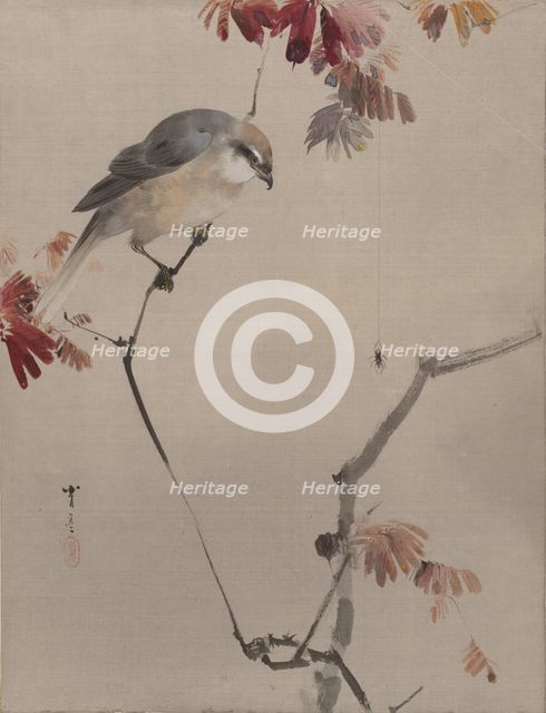 Bird on Branch Watching Spider, ca. 1887. Creator: Watanabe Seitei.