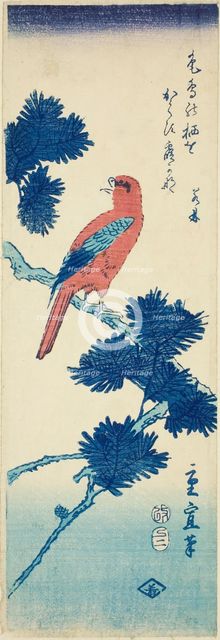 Bird on pine tree, 1857. Creator: Utagawa Hiroshige II.