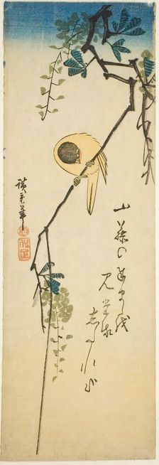 Bird on silky wisteria, 1830s-1840s. Creator: Ando Hiroshige