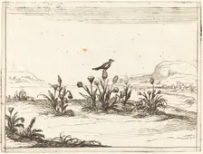 Bird Perched on a Thistle, 1628. Creator: Jacques Callot