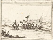 Bird Perched on a Thistle, 1628. Creator: Jacques Callot