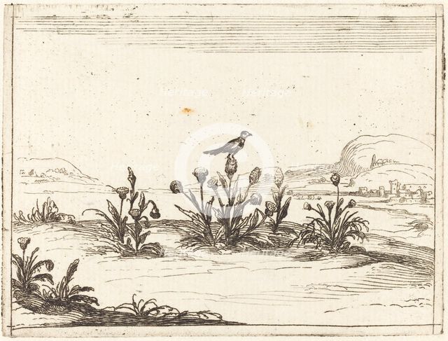 Bird Perched on a Thistle, 1628. Creator: Jacques Callot.