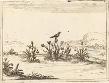 Bird Perched in a Thistle, 1628. Creator: Jacques Callot