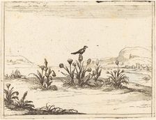 Bird Perched in a Thistle, 1628. Creator: Jacques Callot