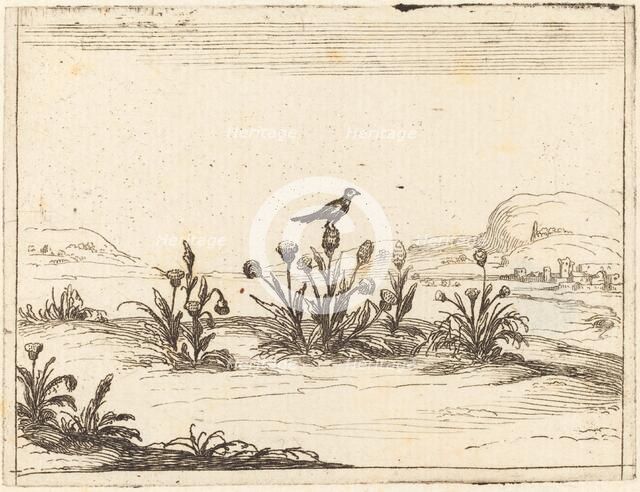 Bird Perched in a Thistle, 1628. Creator: Jacques Callot.