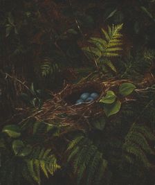 Bird's Nest and Ferns, 1863. Creator: Fidelia Bridges