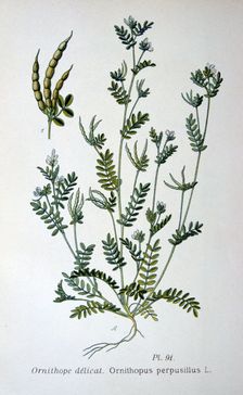 Bird's-foot, 1893