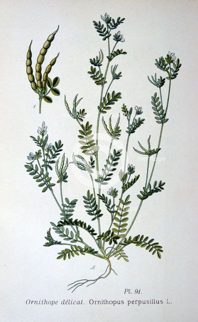 Bird's-foot, 1893. Artist: Unknown