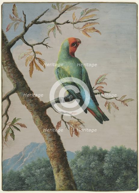Bird Study. Creator: George Edwards (British, 1694-1773).