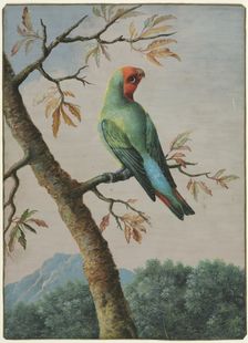 Bird Study. Creator: George Edwards (British, 1694-1773)