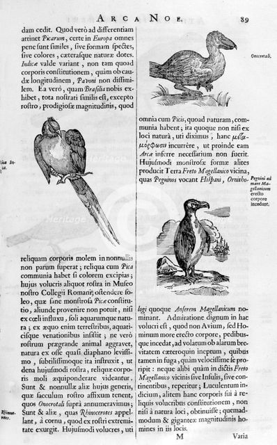 Birds, 1675.  Artist: Athanasius Kircher