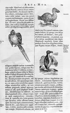 Birds, 1675. Artist: Athanasius Kircher