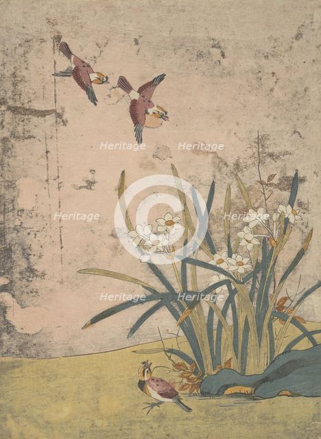 Birds and Narcissus. Creator: Suzuki Harunobu.