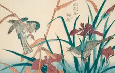 Birds and Iris, 18th-19th century. Creator: Kitao Shigemasa